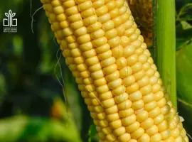 Зображення для оголошення Кукурудза ціла або в качанах 4000 грн.