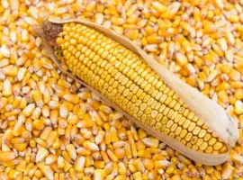 Зображення для оголошення Продам кукурудзу