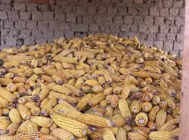 Зображення для оголошення Продаю свіжозібрані качани кукурудзи 2025