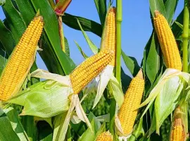 Зображення для оголошення Купимо відходи кукурудзи по першій формі