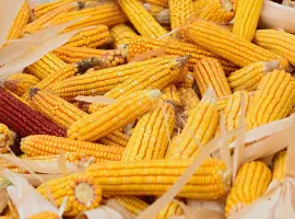 Зображення для оголошення Купляємо самовивозом мертві відходи кукурудзи
