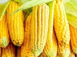 Зображення для оголошення Куплю кукурудзу або відходи від кукурудзи.