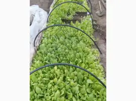 Зображення для оголошення Продам розсаду тютюну