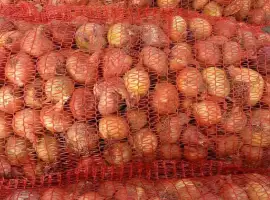 Зображення для оголошення Продам Штутгарт суходолье цибуля на перо