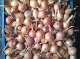 Зображення для оголошення Цибуля на перо.