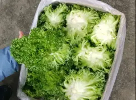 Зображення для оголошення Продам домашній салат Фріліс