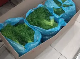 Зображення для оголошення Зелень Укроп , Петрушка