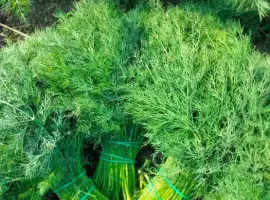 Зображення для оголошення Кріп , укроп, свіжий зелений