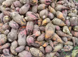 Зображення для оголошення Продам кормовий буряк