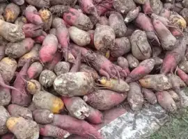 Зображення для оголошення Продам кормовий буряк