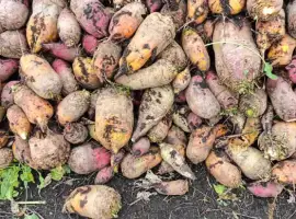 Зображення для оголошення Буряк кормовий. Можлива доставка. Ціна договірна.