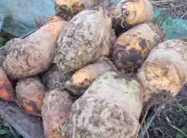 Зображення для оголошення Продам кормовий буряк