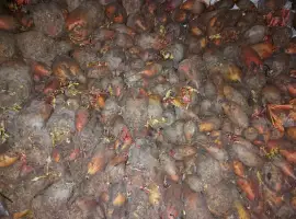 Зображення для оголошення Продам кормовий буряк
