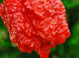 Зображення для оголошення Carolina Reaper надгострий перець сушений.