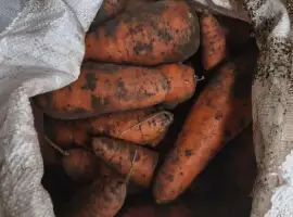Зображення для оголошення Продам моркву опт і роздріб на переробку