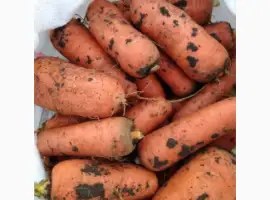 Зображення для оголошення Куплю моркву на переробку