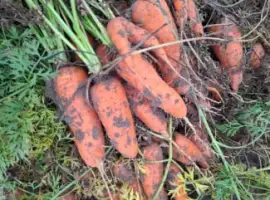 Зображення для оголошення Продаємо Моркву на переробку Болівар,