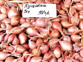 Зображення для оголошення Озима цибуля на посадку Кущовка – гарна схожість