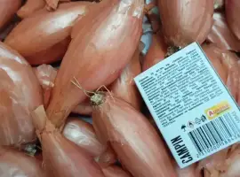 Зображення для оголошення Цибуля кущівка, шалот.