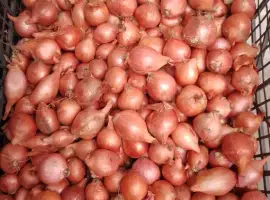 Зображення для оголошення Продам українську цибулю кущівку (шалот)/Кущовка