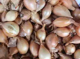 Зображення для оголошення Кущівка,корчіка,шалот.Посадкова цибулька.