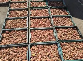 Зображення для оголошення Продам цибулю кущівку, шалот