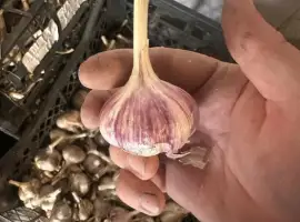 Зображення для оголошення Продам Чеснок Любаша на посадку