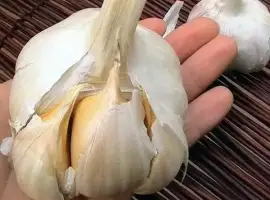 Зображення для оголошення Рокамболь (цибуля - часник на посадку) , 0,2 кг