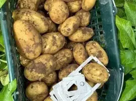 Зображення для оголошення Картопля на посадку Корінна, кг