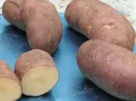 Зображення для оголошення Семенной картофель Тирас 2,5 кг (1 репродукция)