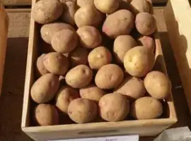 Зображення для оголошення Насіннєва картопля Пікассо 2,5 кг (1 репродукція)
