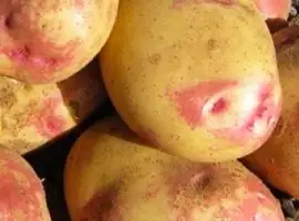 Зображення для оголошення Картофель "Пикассо" семенной позднеспелый