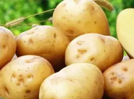 Зображення для оголошення Картофель "Ривьера" семенной ранний