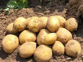 Зображення для оголошення Картопля на посадку Сорая, 90-110 днів
