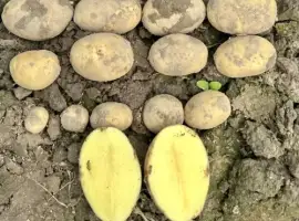 Зображення для оголошення Насіннєва рання картопля на посадку "Мікадо"