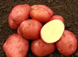 Зображення для оголошення Насіннєва картопля Белароза