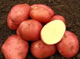 Зображення для оголошення Насіннєва картопля Беллароза (рання)