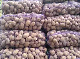 Зображення для оголошення Продам картоплю на посадку. Мелоді