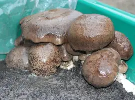 Зображення для оголошення Блоки грибов Королевская вешенка