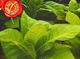 Зображення для оголошення Насіння махорки 0,1 г Агровест