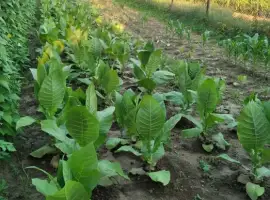 Зображення для оголошення Насіння тютюну вірджинія гавана