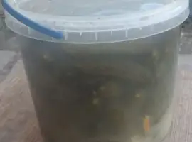 Зображення для оголошення Солоний огірок. Вражай 2025 року!!! Київська область
