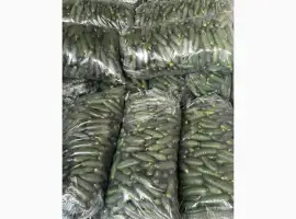 Зображення для оголошення Огірок Румунія