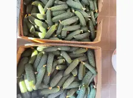 Зображення для оголошення Свіжий Огірок Закарпаття