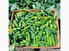 Зображення для оголошення Продам грунтовий огірок