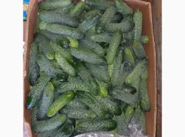 Зображення для оголошення Продам огірок опт