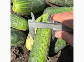 Зображення для оголошення Продам огірок грунтовий оптом вибірка від 7 тонн. Огурец оптом