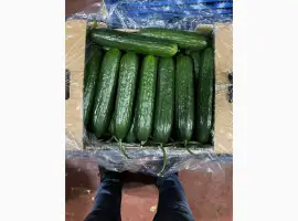 Зображення для оголошення Продам огірок
