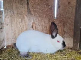 Зображення для оголошення Продам кролі, вакциновані.