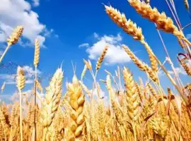 Зображення для оголошення Продам пшеницу, зерноотход, просо в мешках.